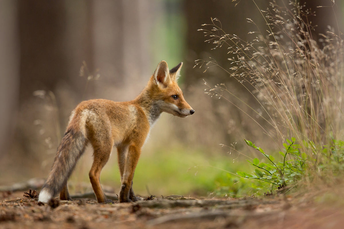 photo-wallpaper-red-fox-xqm