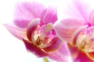 photo-wallpaper-magnificent-phalaenopsis