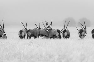 photo-wallpaper-oryx-in-the-rain-x