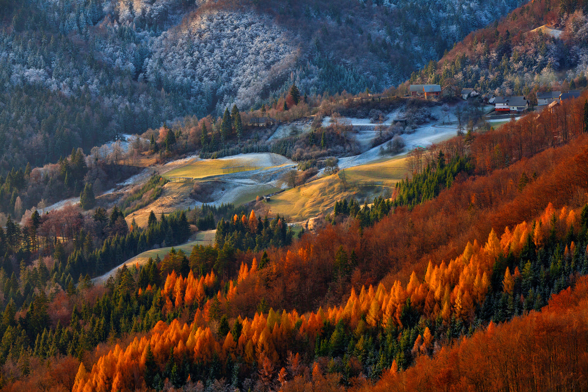 photo-wallpaper-red-tree-line-x