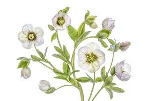 photo-wallpaper-hellebore-x