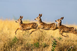 photo-wallpaper-tripple-jump