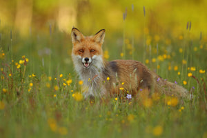 photo-wallpaper-red-fox-xkh