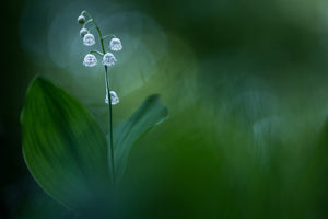 photo-wallpaper-lilly-of-the-valley-x