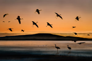 photo-wallpaper-fly-in-at-sunset