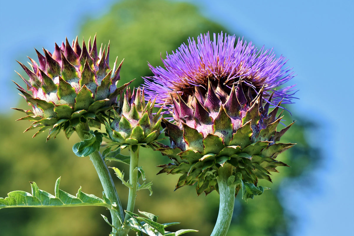 photo-wallpaper-the-artichoke-xl