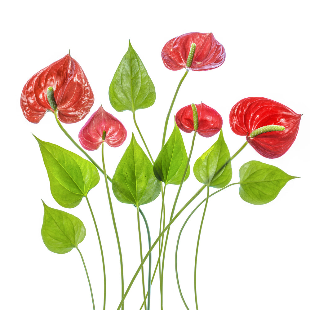 photo-wallpaper-anthurium