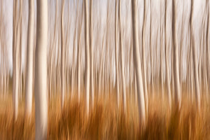 photo-wallpaper-spring-impressions-in-a-poplar-fields-x