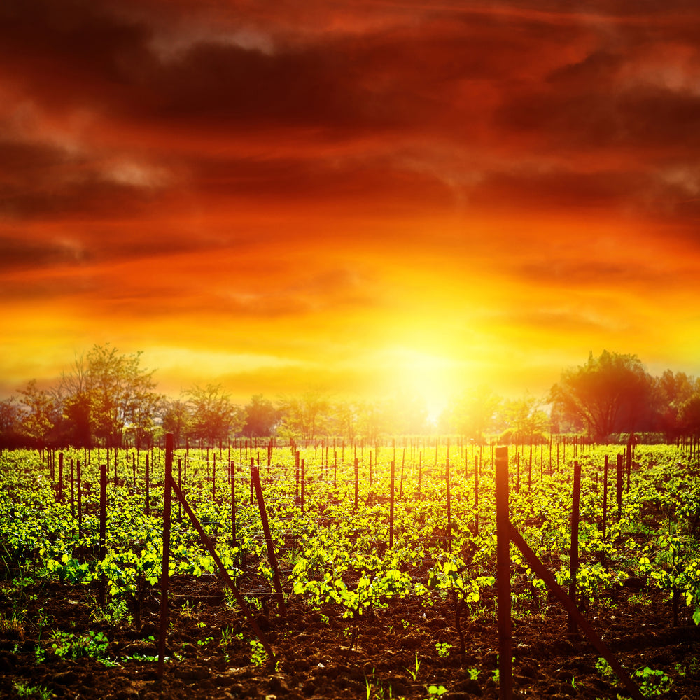 photo-wallpaper-the-vineyard-at-sunset