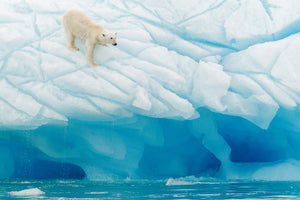 photo-wallpaper-polar-bear