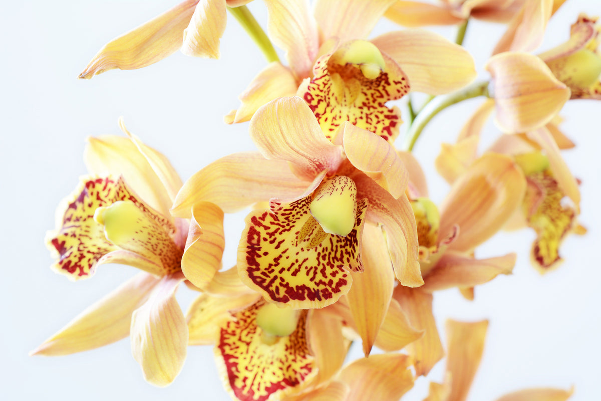 photo-wallpaper-yellow-orchid