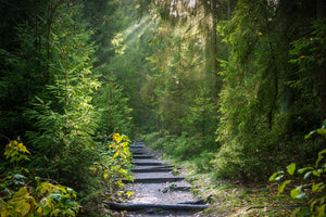 photo-wallpaper-a-path-between-firs