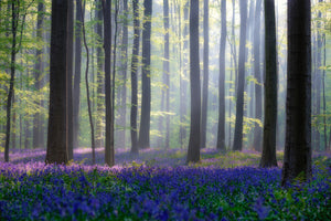 photo-wallpaper-bluebells