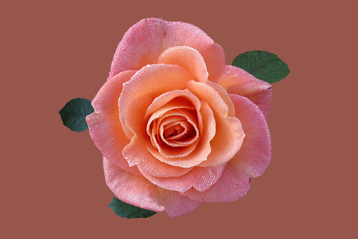 photo-wallpaper-rose-in-apricot-xxl