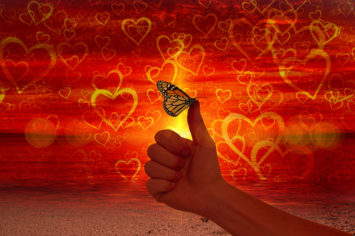 photo-wallpaper-the-butterfly-and-the-love