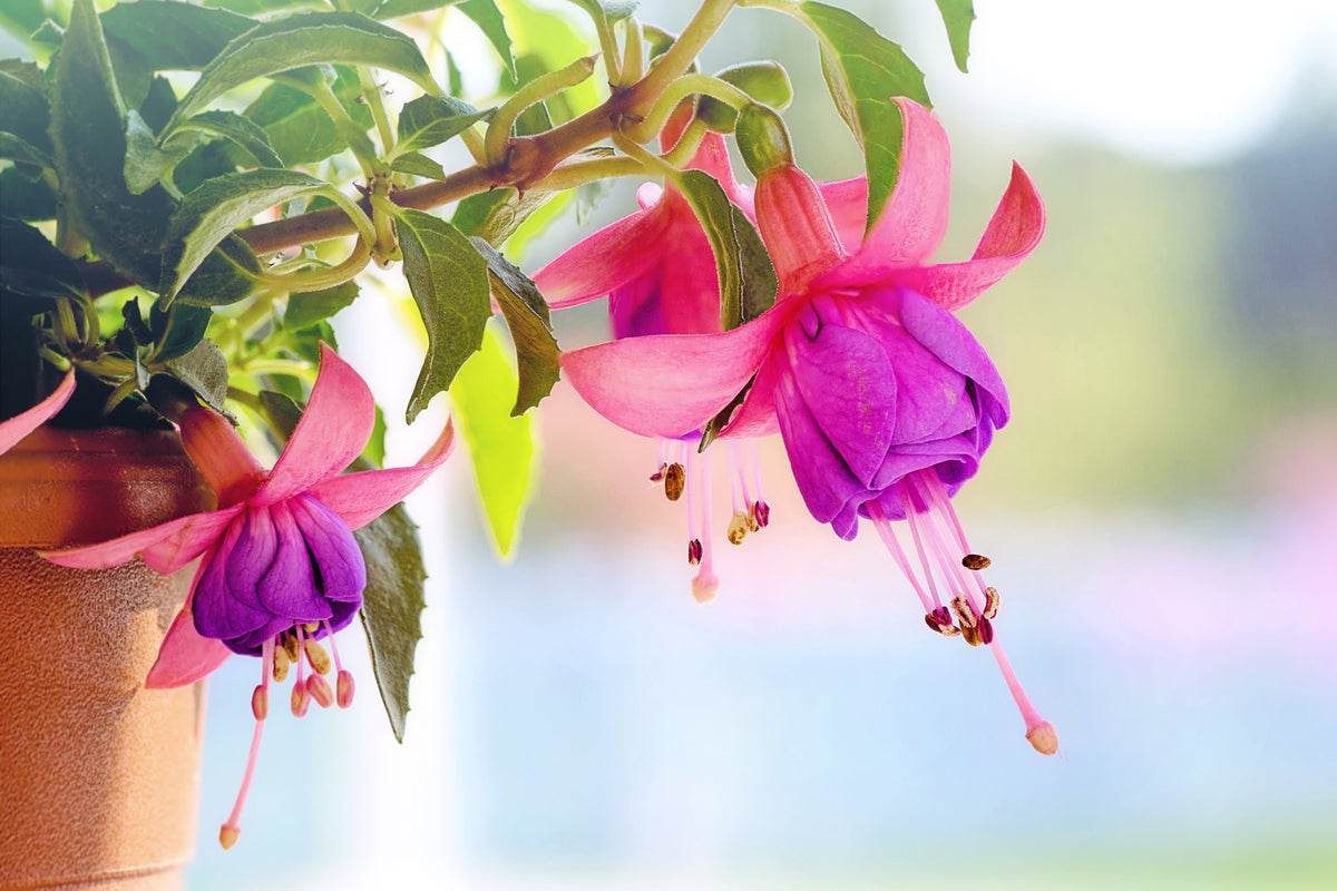 photo-wallpaper-the-fuchsias