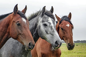 photo-wallpaper-the-horse-trio