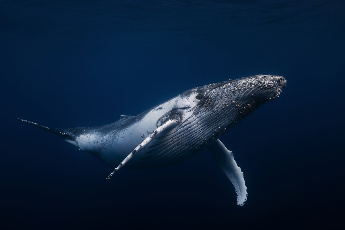 photo-wallpaper-humpback-whale-in-blue-x