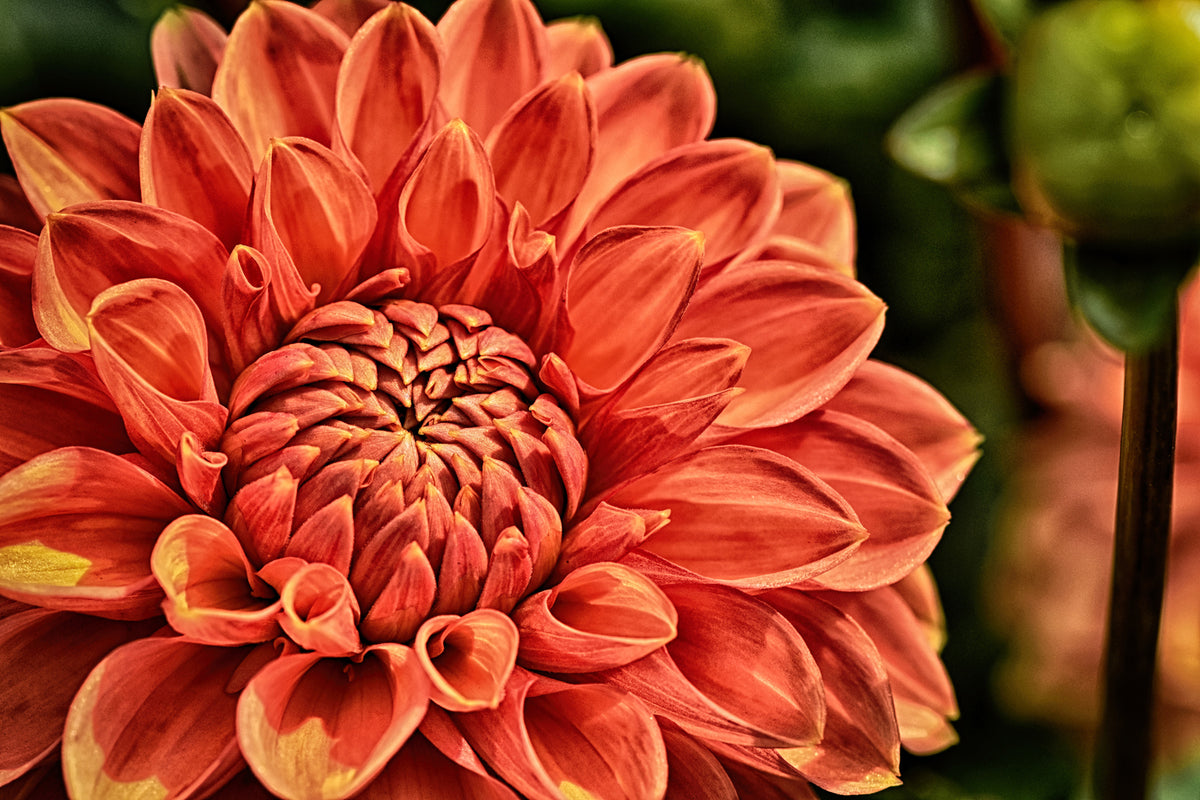 photo-wallpaper-painting-of-a-dahlia