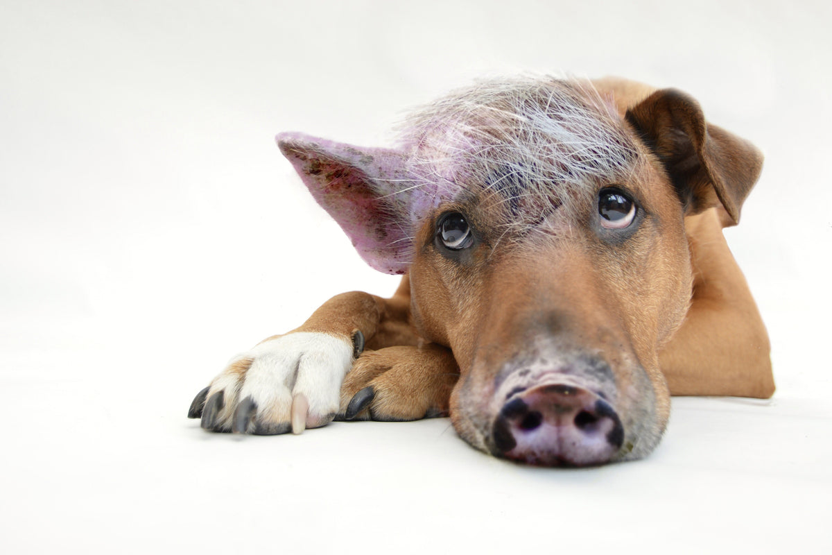 photo-wallpaper-the-funny-pig-dog