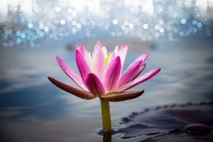 photo-wallpaper-lotus-in-the-morning-dew