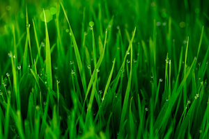 photo-wallpaper-grass-with-morning-dew