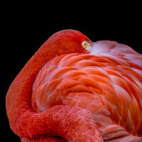 photo-wallpaper-flamingo-a