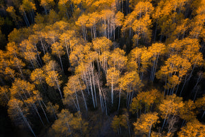 photo-wallpaper-aspen-in-autumn-x