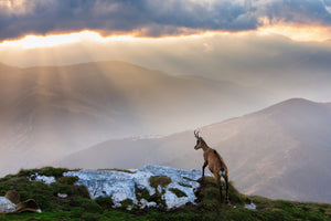 photo-wallpaper-chamois-in-piatra-craiului-romania