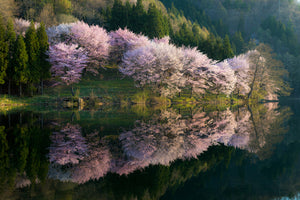 photo-wallpaper-sakura-x