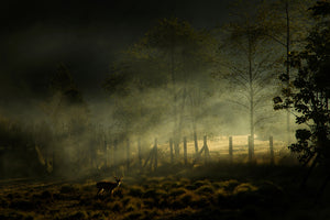 photo-wallpaper-misty-morning-ii