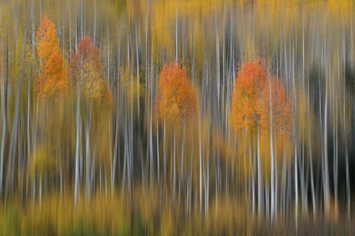 photo-wallpaper-fall-impression-2-x