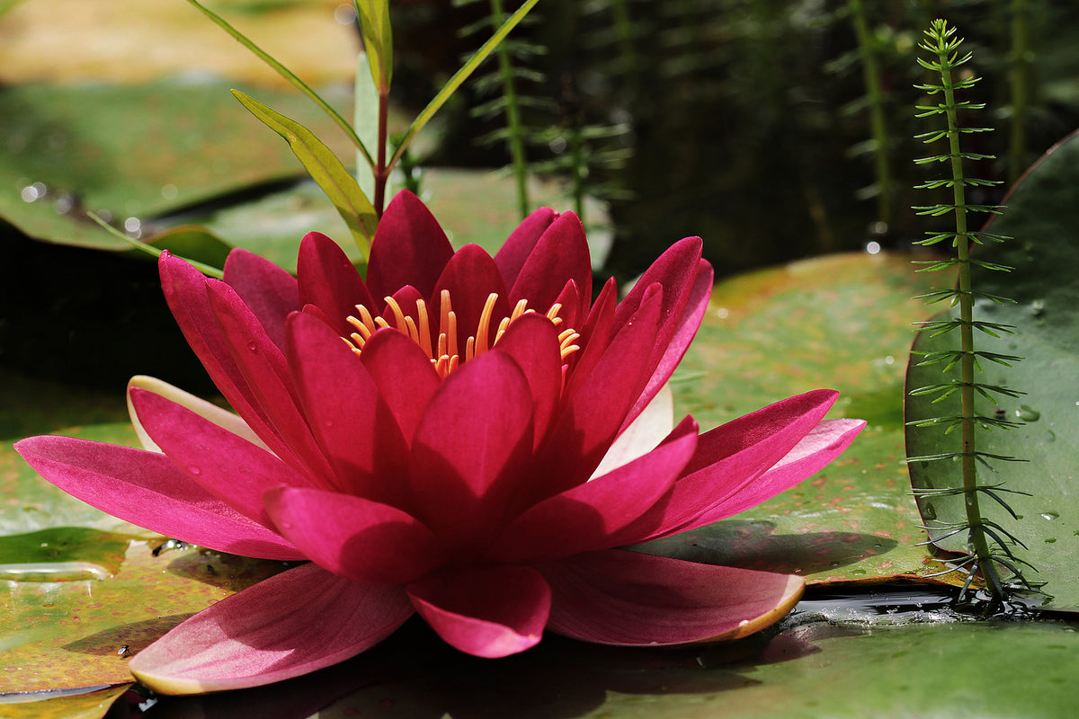 photo-wallpaper-water-lily-in-red