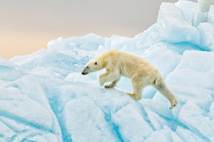 photo-wallpaper-polar-bear-at-svalbard-x