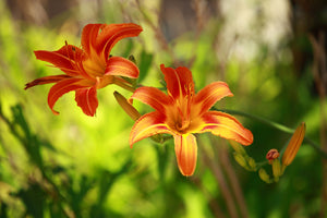 photo-wallpaper-lilies-in-nature