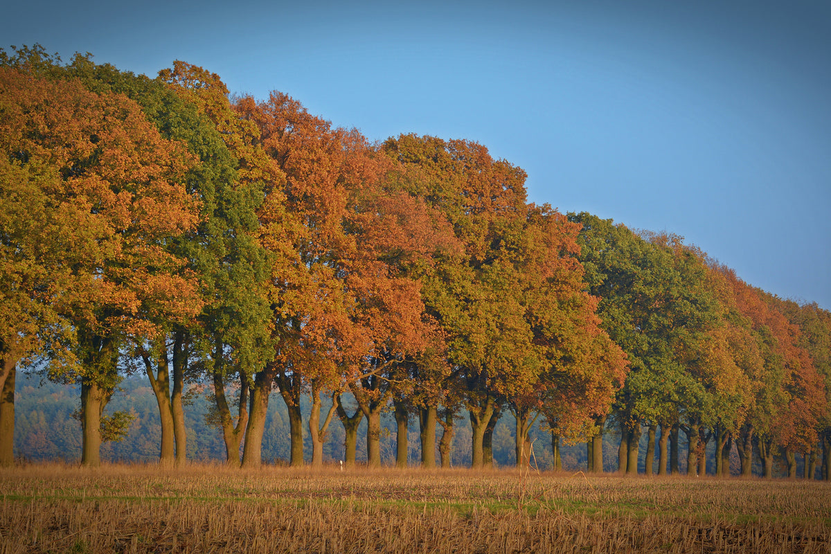 photo-wallpaper-beautiful-autumn