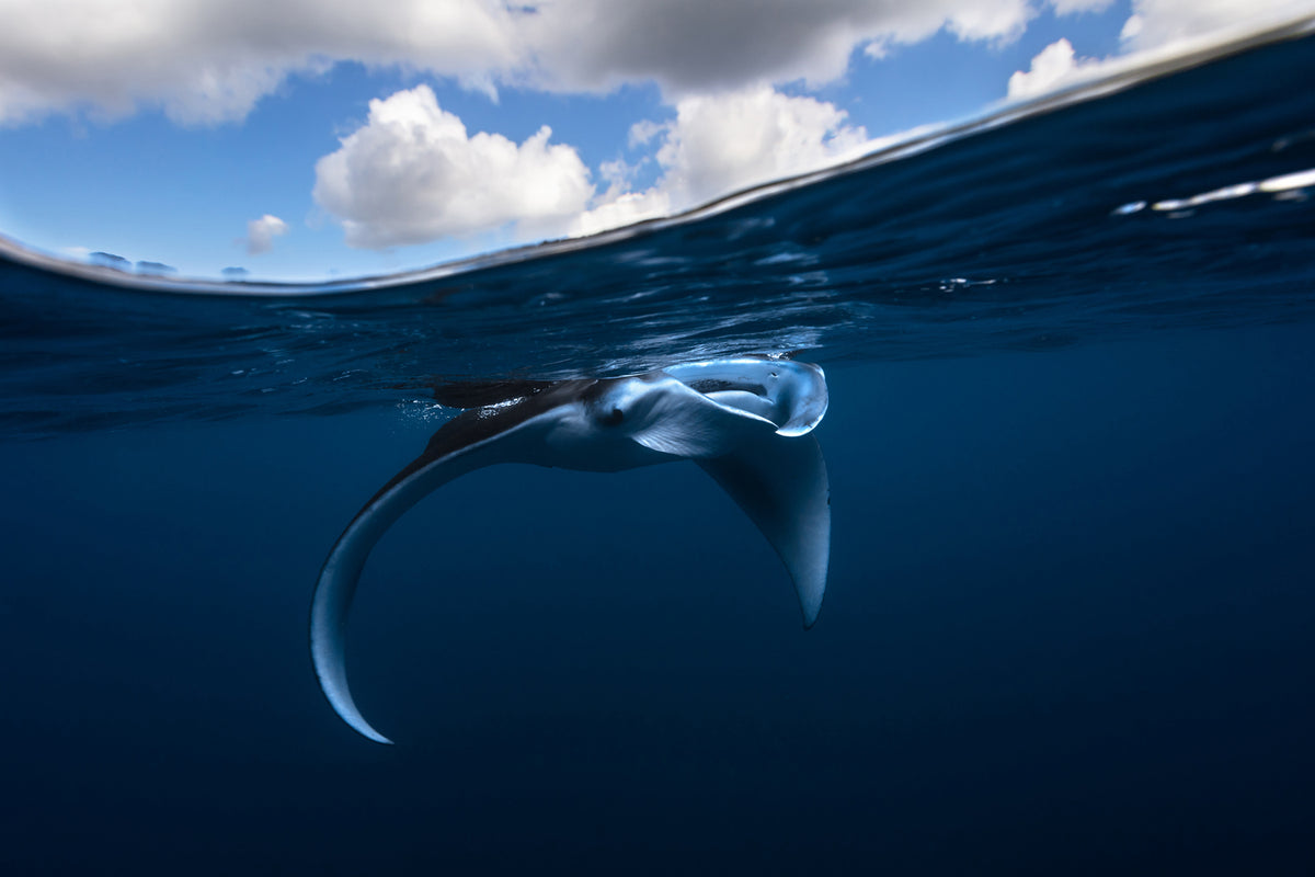 photo-wallpaper-little-manta-ray