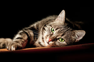 photo-wallpaper-relaxed-cat