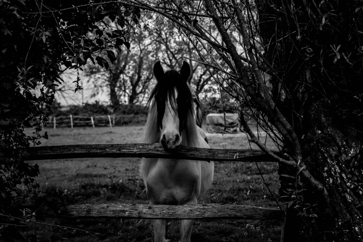 photo-wallpaper-the-horse-sw