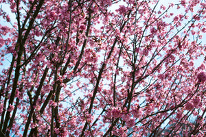 photo-wallpaper-japanese-cherry-blossom