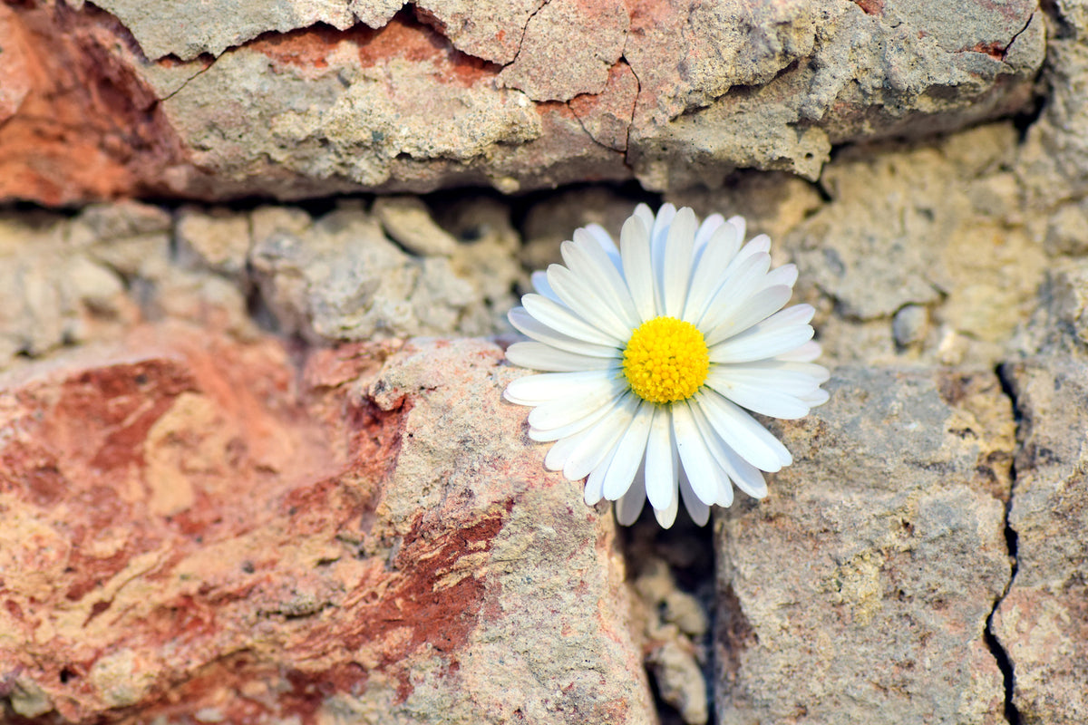 photo-wallpaper-flower-in-the-wall