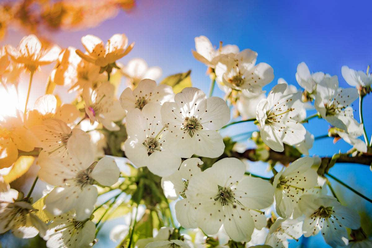 photo-wallpaper-the-apple-tree-blossom