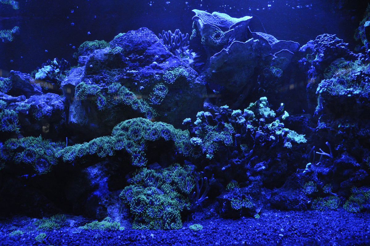 photo-wallpaper-coral-reef-in-blue