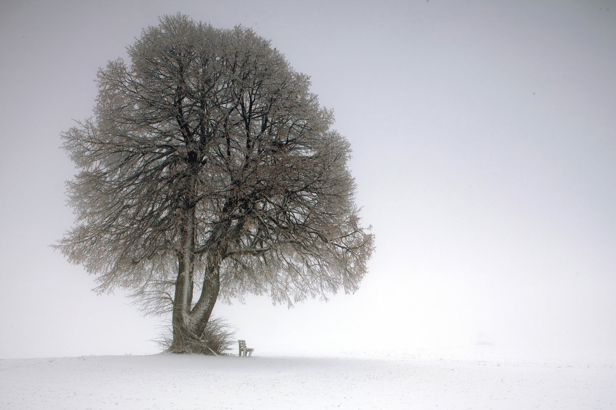 photo-wallpaper-winter-tree-x