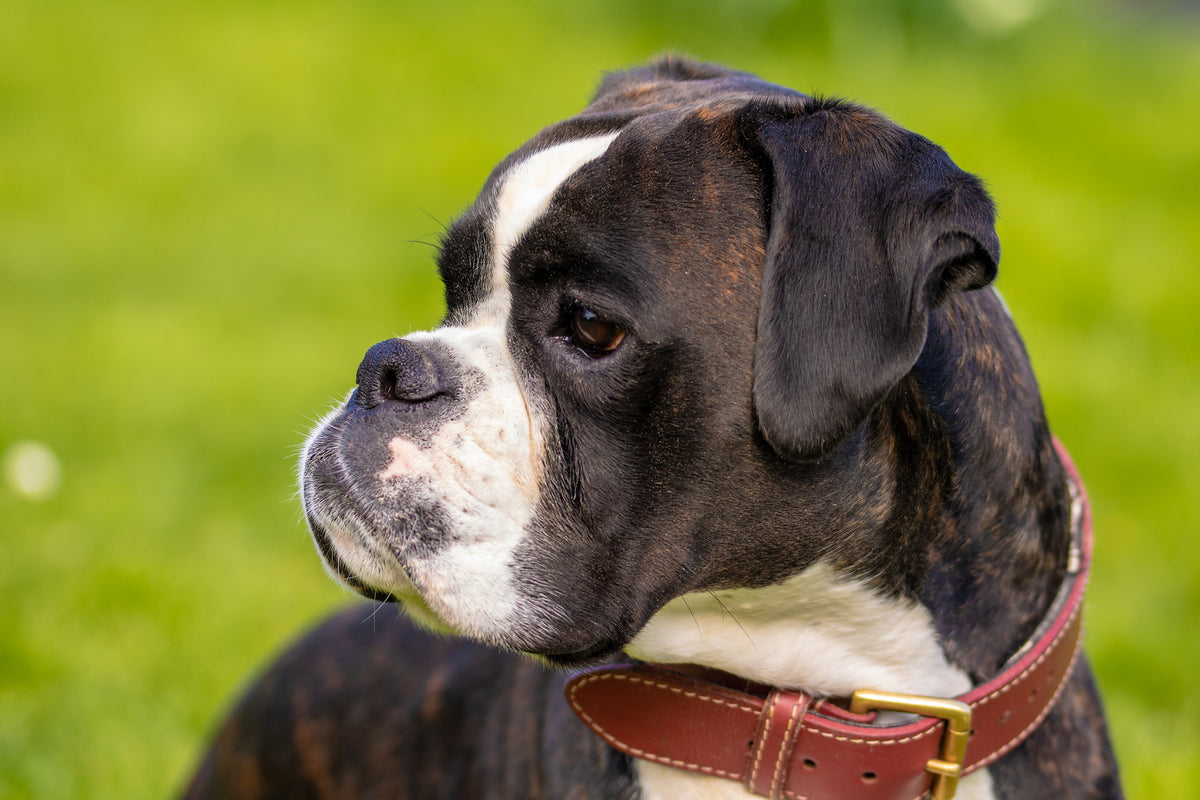 photo-wallpaper-attentive-boxer