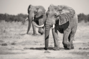 photo-wallpaper-twin-elephants-x