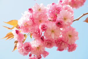 photo-wallpaper-the-cherry-blossoms