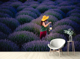 photo-wallpaper-lavender