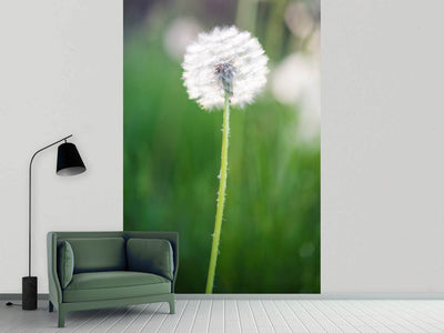 photo-wallpaper-dandelion