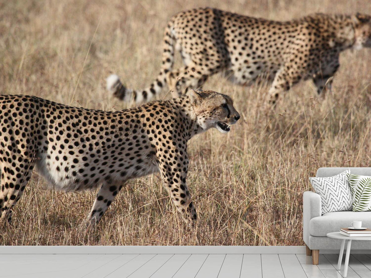 photo-wallpaper-2-leopards